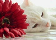 雷火电竞网址-阿尔及利亚稳稳拿下阿森纳，库尔图瓦关键时刻站出来—友谊赛闪耀非洲足球之光