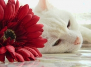 雷火电竞网址-阿尔及利亚稳稳拿下阿森纳，库尔图瓦关键时刻站出来—友谊赛闪耀非洲足球之光