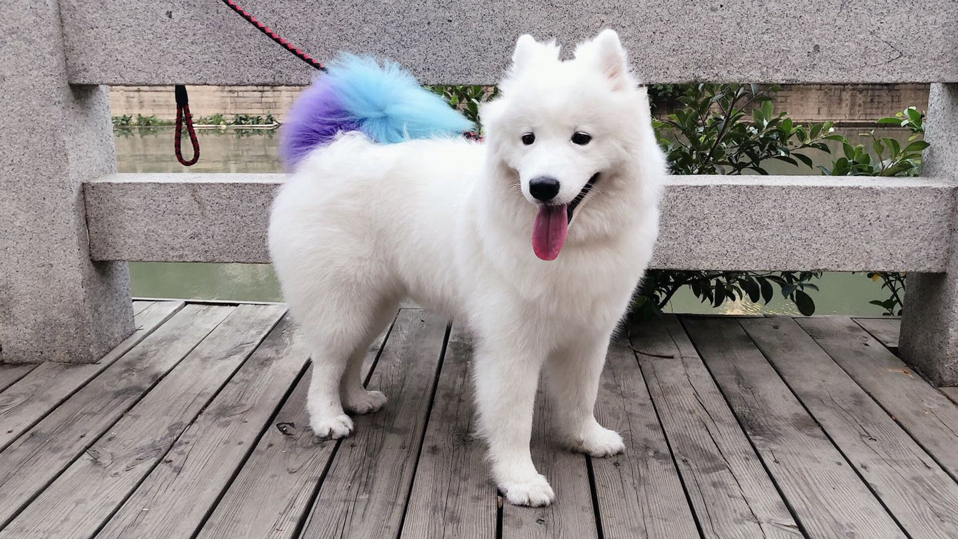 极速与攻防,当F1街道赛战术融入辽宁队的篮球哲学