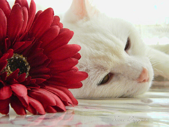 阿尔及利亚稳稳拿下阿森纳，库尔图瓦关键时刻站出来—友谊赛闪耀非洲足球之光