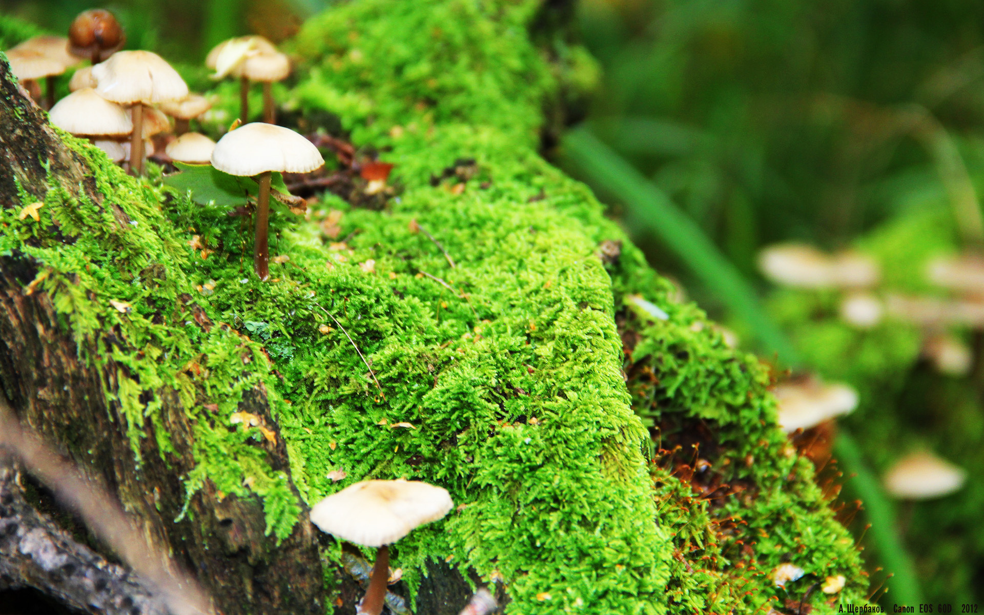 天方夜谭还是战术革命？文班亚马跨洋引爆，深圳队战术手册让勇士蒙羞